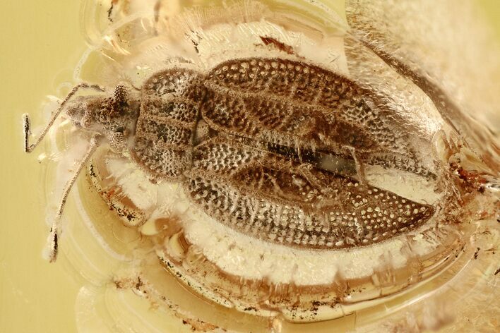 Superb Fossil Lace Bug (Intercader weitschati) In Baltic Amber #335544